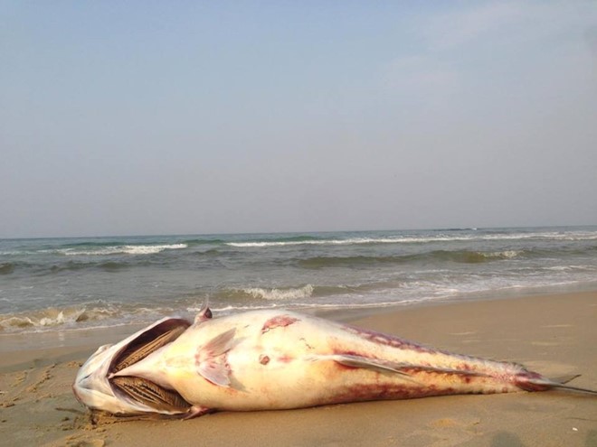 [-]Quên[-]ơn[-]biển[-]cả