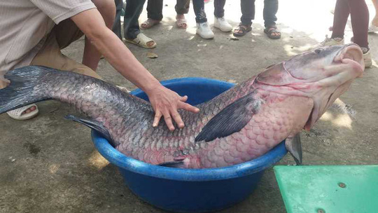 Đầu[-]năm[-]bắt[-]được[-]cá[-]trắm[-]đen[-]“khủng”[-]nặng[-]33[-]kg,[-]dài[-]1[-]m