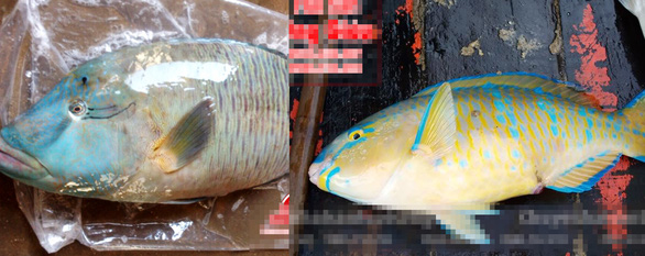 Những[-]người[-]th&iacute;ch[-]'ăn[-]vật[-]lạ'[-]k&iacute;ch[-]th&iacute;ch[-]t&agrave;n[-]ph&aacute;[-]m&ocirc;i[-]trường[-]biển