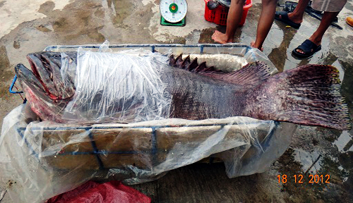 cá[-]mú[-]khổng[-]lồ[-]ở[-]cù[-]lao[-]chàm