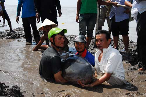 Người[-]dân[-]giải[-]cứu[-]cá[-]voi[-]mắc[-]cạn