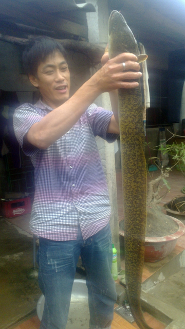 Con[-]cá[-]chình[-]có[-]chiều[-]dài[-]1,3m