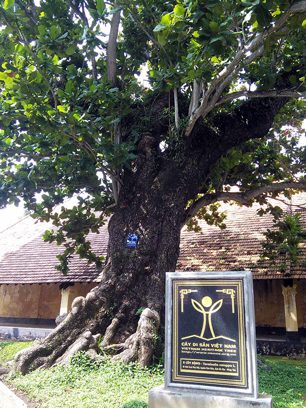 Cây[-]di[-]sản[-]và[-]"di[-]sản[-]cây"