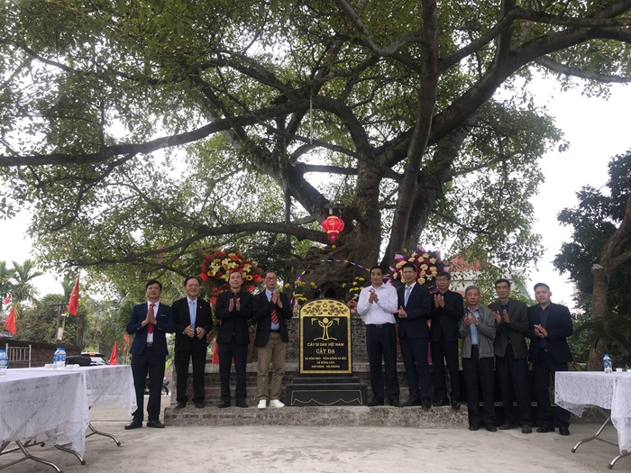 Hai[-]cây[-]cổ[-]thụ[-]gần[-]200[-]năm[-]tuổi[-]ở[-]Hải[-]Dương[-]được[-]công[-]nhận[-]Cây[-]Di[-]sản[-]Việt[-]Nam