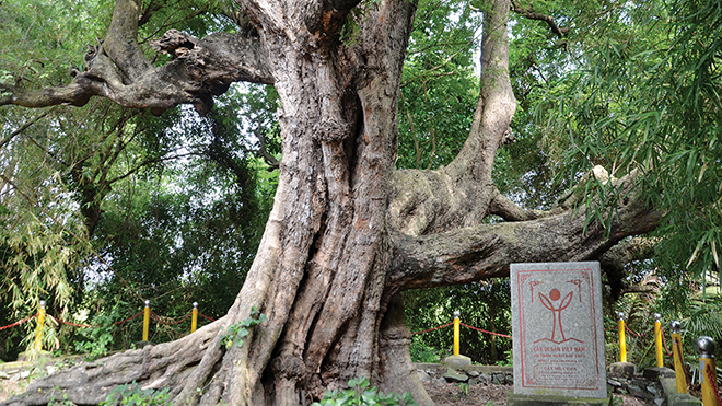 Cây[-]di[-]sản[-]và[-]"di[-]sản[-]cây"