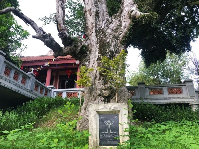 Hạn[-]chế[-]những[-]tác[-]động[-]bất[-]lợi[-]đến[-]công[-]tác[-]bảo[-]tồn[-]Cây[-]Di[-]sản
