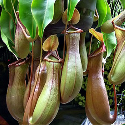 Phát[-]sốt[-]vì[-]thú[-]chơi...[-]cây[-]ăn[-]thịt