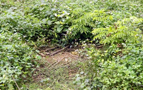 [-][-]Vị[-]trí[-]cây[-]sưa[-]bị[-]đào[-]bán[-]với[-]giá[-]600[-]triệu[-]đồng[-](ảnh:[-]KT)