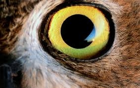 Giải[-]m&atilde;[-]c&aacute;ch[-]gi&uacute;p[-]lo&agrave;i[-]chim[-]cảm[-]nhận[-]từ[-]trường[-]khi[-]bay