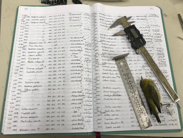 Chim[-]bị[-]nhỏ[-]dần[-]đi[-]vì[-]biến[-]đổi[-]khí[-]hậu