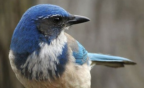 Một[-]con[-]chim[-]giẻ[-]cùi.[-]Ảnh:[-]BBC.