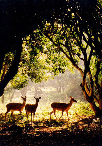 Loài[-]sống[-]trong[-]rừng[-]Cúc[-]Phương,[-]Ninh[-]Bình.