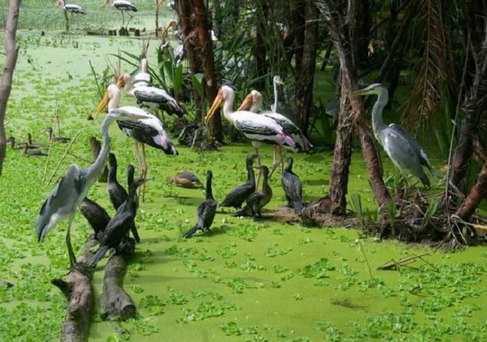 Bảo[-]tồn[-]và[-]phát[-]triển[-]đa[-]dạng[-]sinh[-]học[-]ở[-]Đồng[-]Tháp
