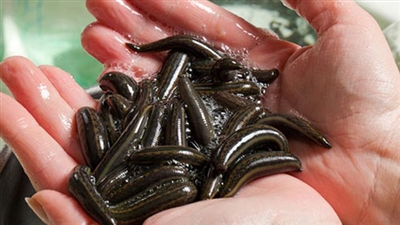 Thời[-]gian[-]gần[-]đây,[-]nhiều[-]tin[-]đồn[-]đỉa[-]có[-]trong[-]các[-]sản[-]phẩm[-]sữa,[-]bim[-]bim...