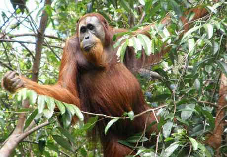 Một[-]con[-]đười[-]ươi[-]Sumatra.[-]Ảnh:[-]The[-]New[-]York[-]Times.