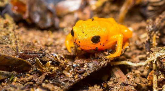 Đằng[-]sau[-]tiếng[-]ca[-]gợi[-]tình[-]vô[-]vọng[-]của[-]loài[-]ếch