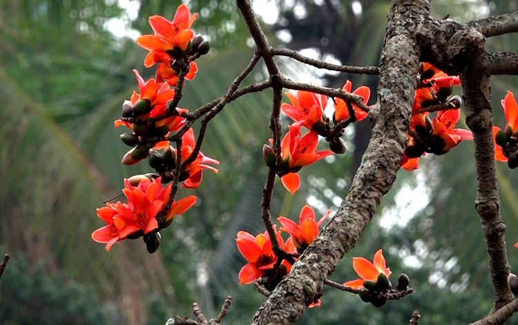 C&acirc;y[-]gạo[-]-[-]c&acirc;y[-]di[-]sản,[-]cũng[-]l&agrave;[-]c&acirc;y[-]thuốc[-]qu&yacute;
