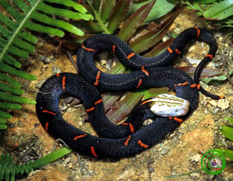 Rắn[-]lục[-]đầu[-]trắng[-](Azemiops[-]feae).