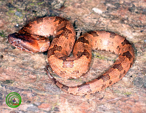 Rắn[-]lục[-]núi[-](Ovophis[-]monticola).