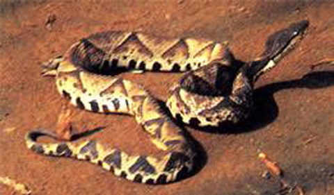 Rắn[-]lục[-]mũi[-]hếch.