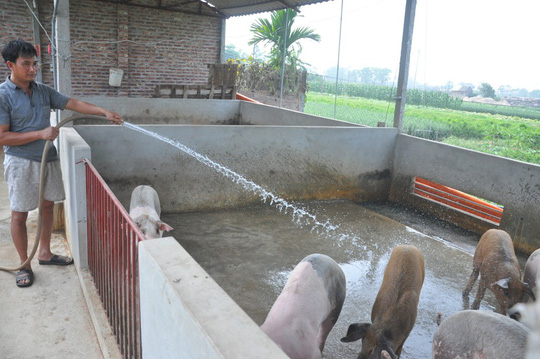 Bộ[-]Tư[-]ph&aacute;p[-]"tu&yacute;t[-]c&ograve;i"[-]quy[-]định[-]kh&ocirc;ng[-]nu&ocirc;i[-]heo[-]bằng[-]b&egrave;o[-]t&acirc;y,[-]th&acirc;n[-]chuối