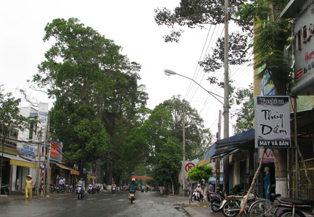 Nhiều[-]người[-]dân[-]cho[-]rằng[-]mùi[-]của[-]hoa[-]sữa[-]hôi,[-]gây[-]hại[-]cho[-]sức[-]khỏe.[-](Ảnh:[-]Huỳnh[-]Hải)