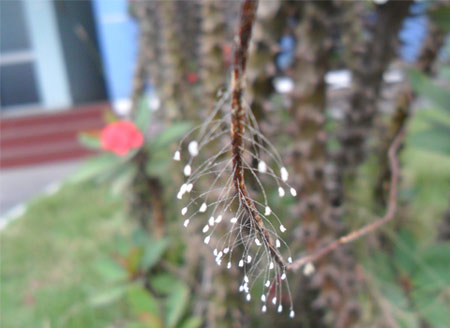 [-]Vật[-]thể[-]lạ[-]được[-]cho[-]là[-]hoa[-]Ưu[-]Đàm.