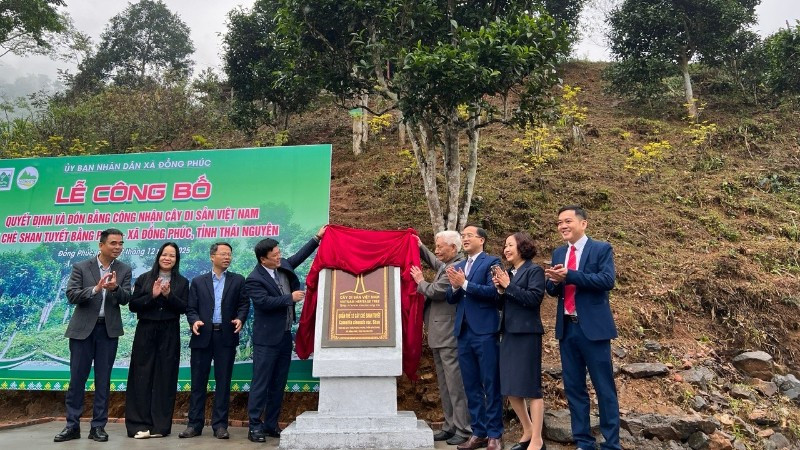 12[-]c&acirc;y[-]Ch&egrave;[-]cổ[-]thụ[-]đầu[-]ti&ecirc;n[-]của[-]tỉnh[-]Th&aacute;i[-]Nguy&ecirc;n[-]được[-]vinh[-]danh[-]C&acirc;y[-]Di[-]sản[-]Việt[-]Nam