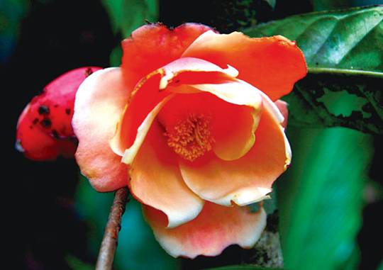 Camellia[-]longii