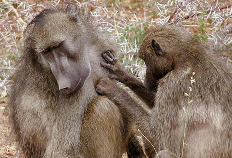 Khỉ[-]đầu[-]chó[-]chải[-]lông[-]và[-]bắt[-]rận[-]cho[-]một[-]con[-]trong[-]đàn