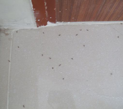 Kiến[-]ba[-]khoang[-]chi[-]chít[-]dưới[-]sàn[-]nhà[-]chị[-]Phương.[-]Ảnh:[-]P.T