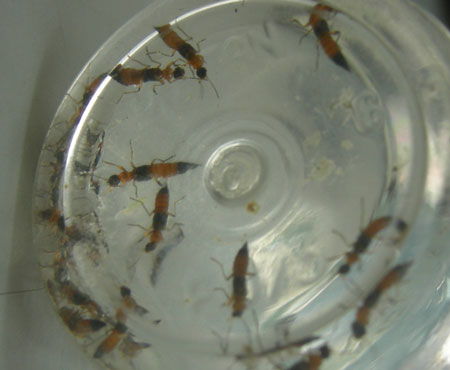 Đang[-]mùa[-]kiến[-]ba[-]khoang[-]nên[-]loài[-]kiến[-]này[-]được[-]phát[-]hiện[-]ở[-]nhiều[-]nơi.