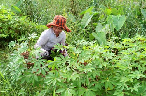 Khoai[-]mì[-]cho[-]lá[-]xuất[-]khẩu[-]ở[-]H.Châu[-]Thành[-]
