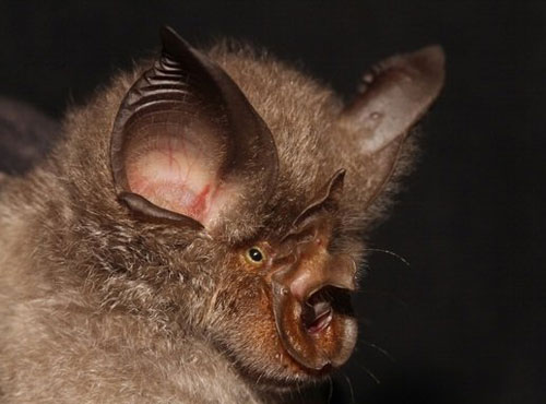 Ph&aacute;t[-]hiện[-]4[-]lo&agrave;i[-]dơi[-]kỳ[-]qu&aacute;i