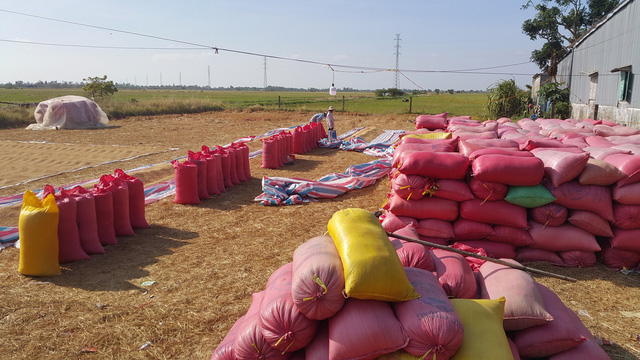 “Làm[-]mới”[-]lúa[-]Tài[-]nguyên[-]Vĩnh[-]Lợi[-]theo[-]hướng[-]sạch,[-]hữu[-]cơ