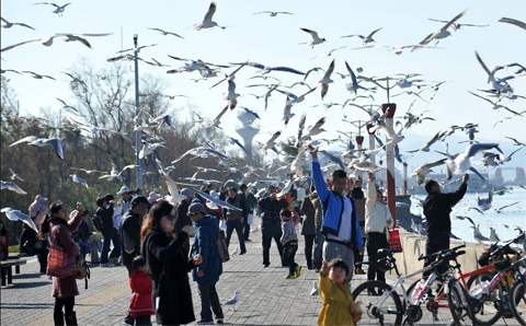 Khoảng[-]35.000[-]con[-]mòng[-]biển[-]đầu[-]đen