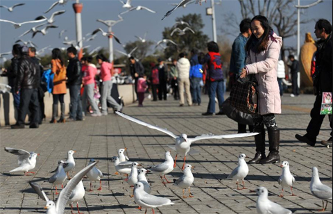 Các[-]nhà[-]khoa[-]học[-]cho[-]rằng[-]mòng[-]biển[-]đầu[-]đen[-]trú[-]đông[-]tại[-]hồ[-]Dianchi[-]do[-]điều[-]kiện[-]sinh[-]thái[-]thuận[-]lợi[-]trong[-]thành[-]phố[-]Côn[-]Minh.