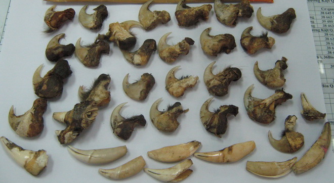 rang,[-]mong[-]dong[-]vat