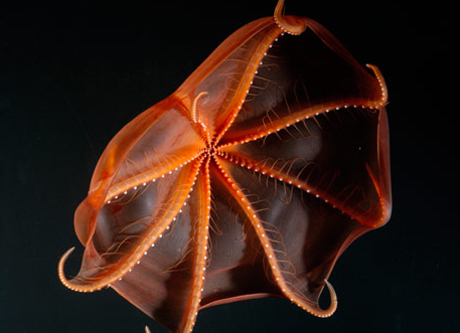 Khi[-]kiếm[-]mồi