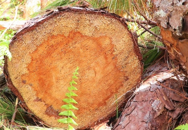 Khởi[-]tố[-]thanh[-]ni&ecirc;n[-]chặt[-]ph&aacute;[-]gần[-]100[-]c&acirc;y[-]th&ocirc;ng