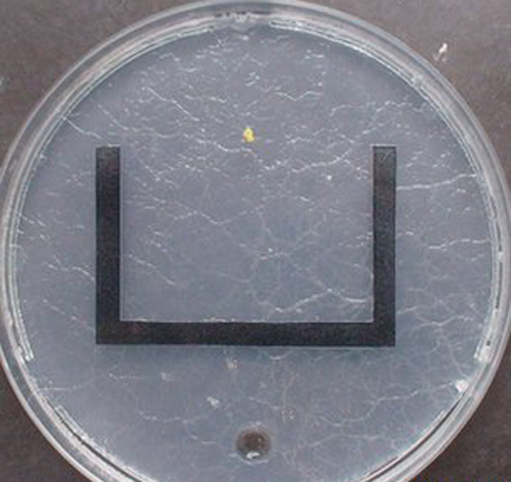 Nấm[-]nhầy[-]di[-]chuyển[-]trong[-]một[-]mê[-]cung[-]hình[-]chữ[-]U[-]để[-]tới[-]vị[-]trí[-]của[-]thức[-]ăn.[-]Ảnh:[-]BBC.