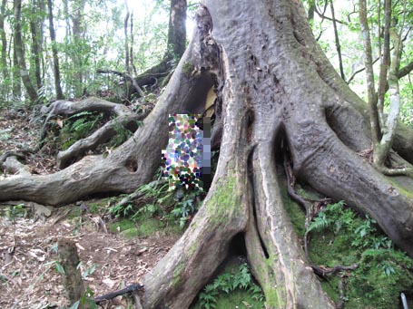 Những[-]thứ[-]đắt[-]như[-]vàng[-]ròng[-]trong[-]đại[-]ngàn[-]Hoàng[-]Liên