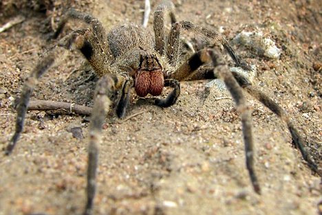 Nọc[-]độc[-]của[-]loài[-]nhện[-]Phoneutria[-]nigriventer[-]có[-]thể[-]chứa[-]rối[-]loạn[-]cương[-]dương