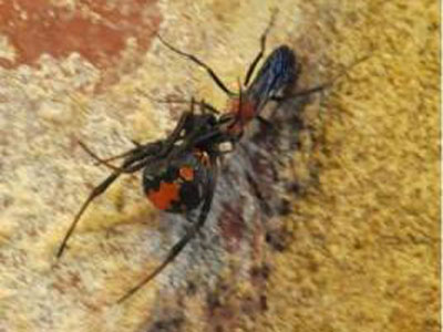 Khắc[-]tinh[-]b&eacute;[-]x&iacute;u[-]của[-]nhện[-]độc