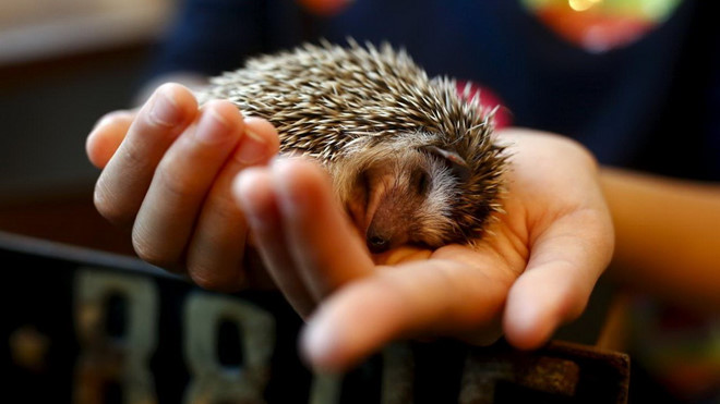 Nh&iacute;m[-]v&agrave;o[-]m&ugrave;a[-]giao[-]phối,[-]d&acirc;n[-]Đức[-]mất[-]ngủ