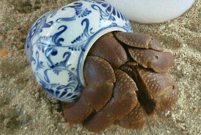 Bất[-]ngờ[-]bên[-]trong[-]lọ[-]gốm[-]cổ[-]dưới[-]đáy[-]biển[-]Lý[-]Sơn