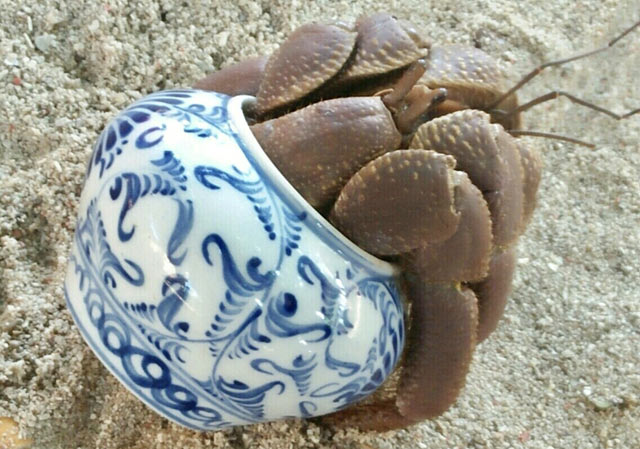 Bất[-]ngờ[-]bên[-]trong[-]lọ[-]gốm[-]cổ[-]dưới[-]đáy[-]biển[-]Lý[-]Sơn