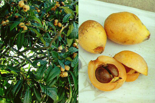 Trái[-]cây[-]ngoại[-]siêu[-]đắt[-]tại[-]Việt[-]Nam[-]là[-]cây[-]dại[-]ở[-]nước[-]ngoài?