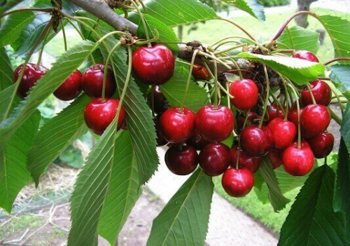 Trái[-]cây[-]ngoại[-]siêu[-]đắt[-]tại[-]Việt[-]Nam[-]là[-]cây[-]dại[-]ở[-]nước[-]ngoài?