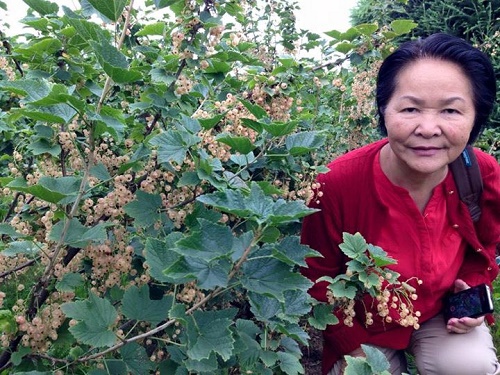 Trái[-]cây[-]ngoại[-]siêu[-]đắt[-]tại[-]Việt[-]Nam[-]là[-]cây[-]dại[-]ở[-]nước[-]ngoài?